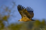 Himalayan Griffon Vulture