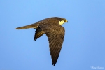 Legger Falcon