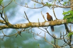 Andaman Cuckoo Dove