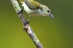 Andaman Flowerpecker