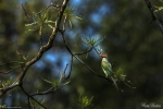 Long-tailed Parakeet