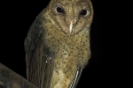 Andaman Barn Owl
