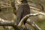 Andaman Sepant Eagle