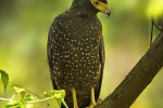 Andaman Serpent Eagle