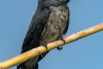 Ashy Wood Swallow