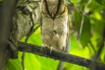 Silon Bay Owl