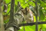 Silon Bay Owl