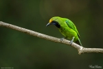 Gold-fronted Leafbird