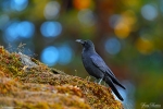 Himalayan Raven