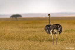Africa-Ostrich-DSC1388