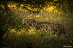 Africa-AfricanLeopard-DSC0130