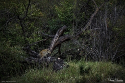 Africa-AfricanLeopard-DSC2283