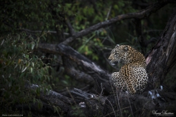 Africa-AfricanLeopard-DSC6369