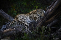 Africa-AfricanLeopard-DSC6436