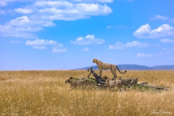 Africa-Cheetah-DSC2142