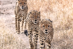 Africa-Cheetah-DSC5422