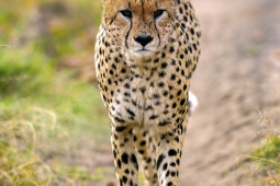 Africa-Cheetah-DSC5448