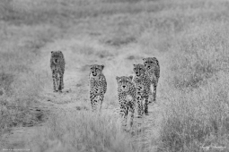 Africa-Cheetah-DSC5484