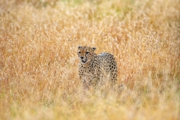 Africa-Cheetah-DSC5563