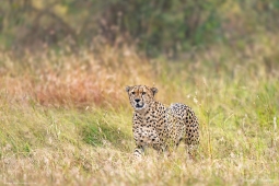 Africa-Cheetah-DSC5664