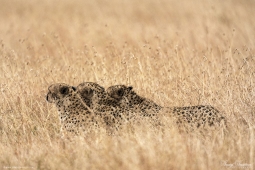 Africa-Cheetah-DSC5693