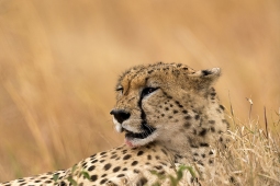 Africa-Cheetah-DSC5741
