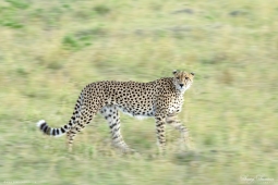 Africa-Cheetah-DSC5964
