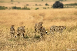 Africa-Cheetah-DSC6016