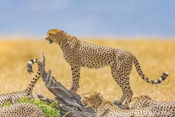 Africa-Cheetah-DSC6209