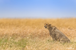 Africa-Cheetah-DSC6222
