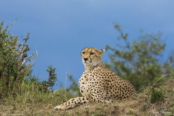 Africa-Cheetah-DSC7301