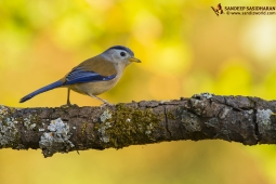 Wildlife Landbird Blue-wingedSiva DSC9216