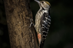 Wildlife Landbird Brown-frontedWoodpecker DSC9725