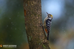 Wildlife Landbird Brown-frontedWoodpeckerMale DSC3671