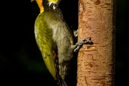 Wildlife Landbird GreaterYellownapeWoodpecker DSC0004