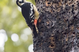 Wildlife Landbird HimalayanWoodpecker DSC3289