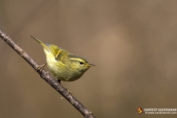 Wildlife Landbird Lemon-rumpedWarbler DSC2384