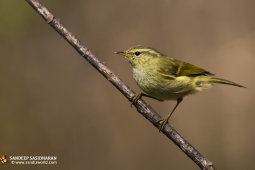 Wildlife Landbird Lemon-rumpedWarbler DSC2386