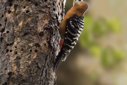 Wildlife Landbird Rufous-belliedWoodpecker DSC3022