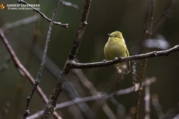 Wildlife Landbird Yellow-browedTit DSC3452