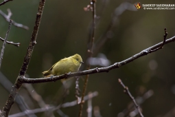 Wildlife Landbird Yellow-browedTit DSC3454
