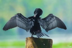WetlandBird-GreatCormorant-DSC03688