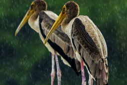 WetlandBird-PaintedStork-DSC01173