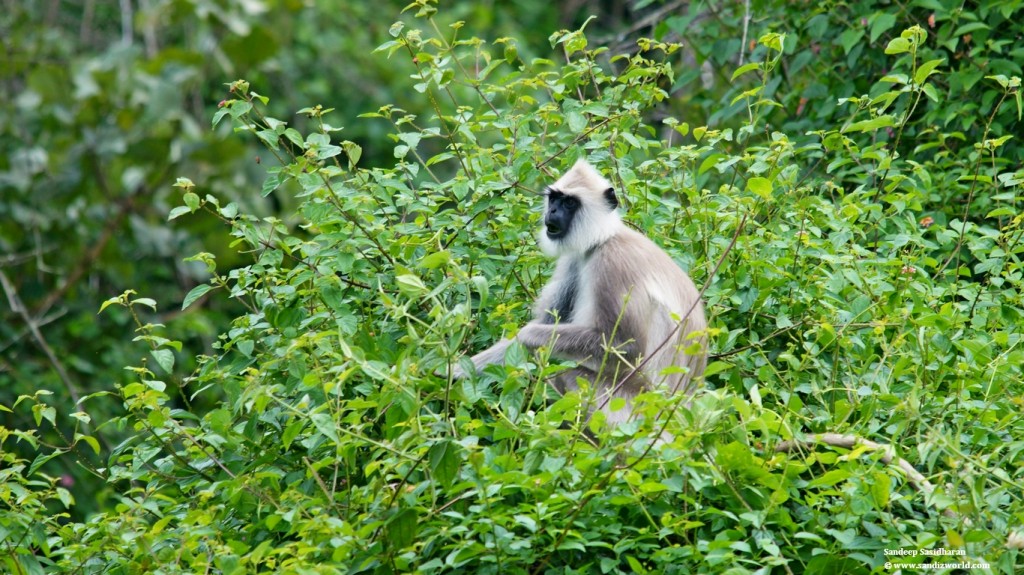 Hanuman Langur