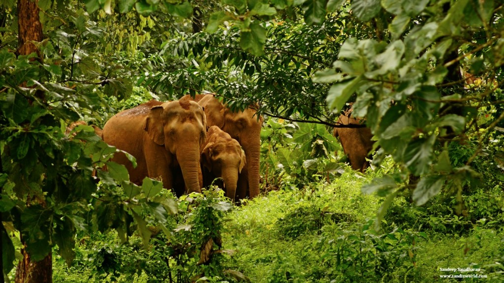 Sholayar Forest