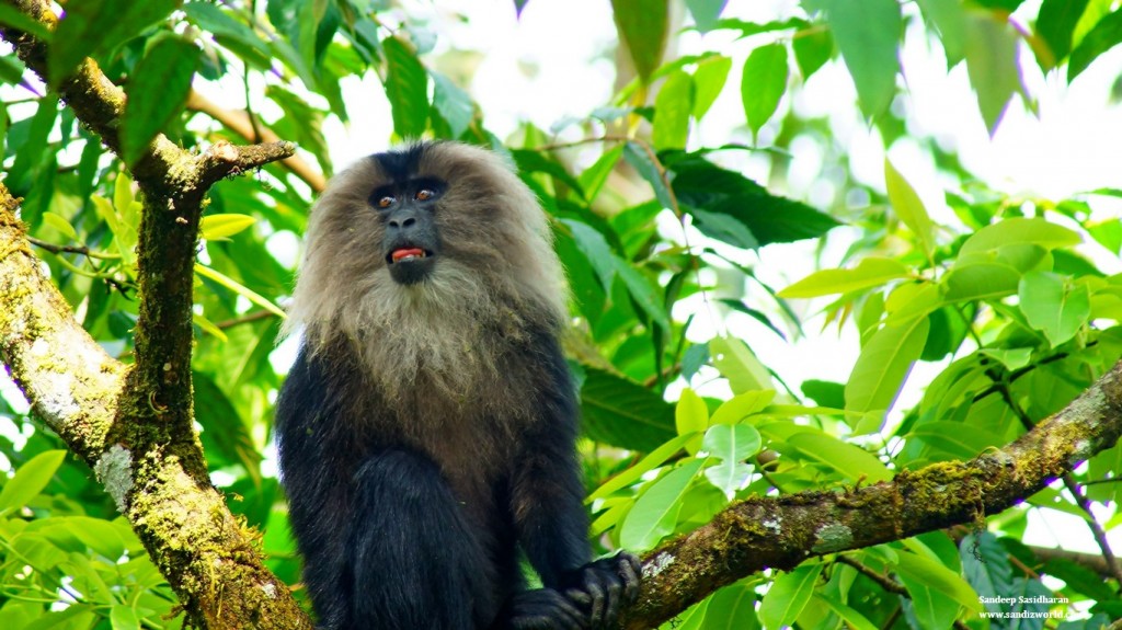 Lion tailed macaque