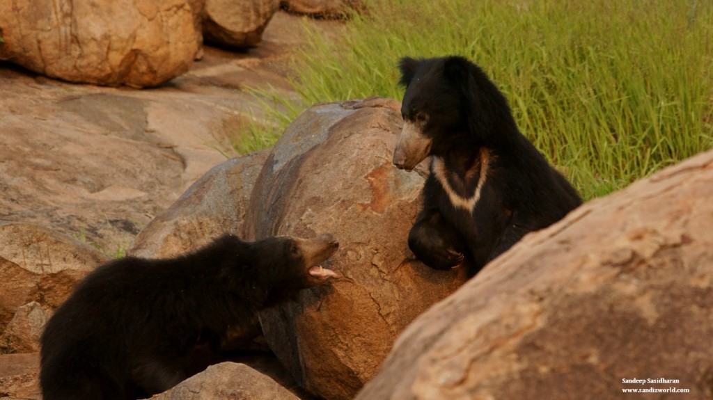 Sloth Bear