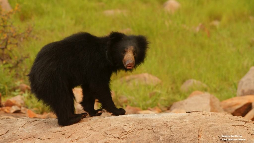 Sloth Bear