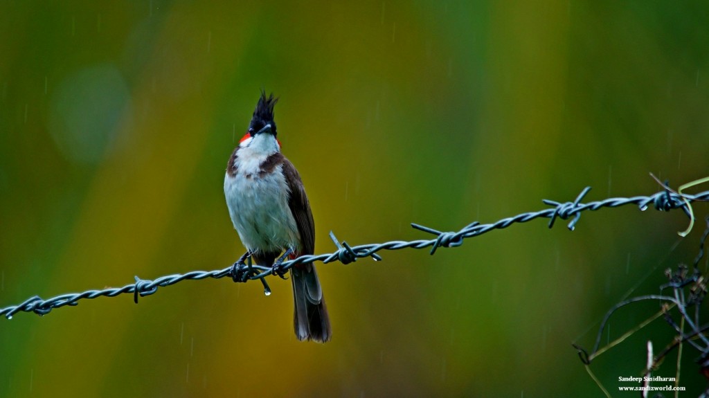 Red whiskered bulbul