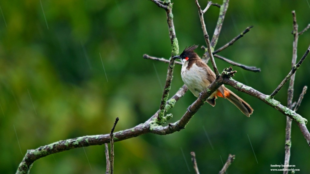 Red whiskered bulbul